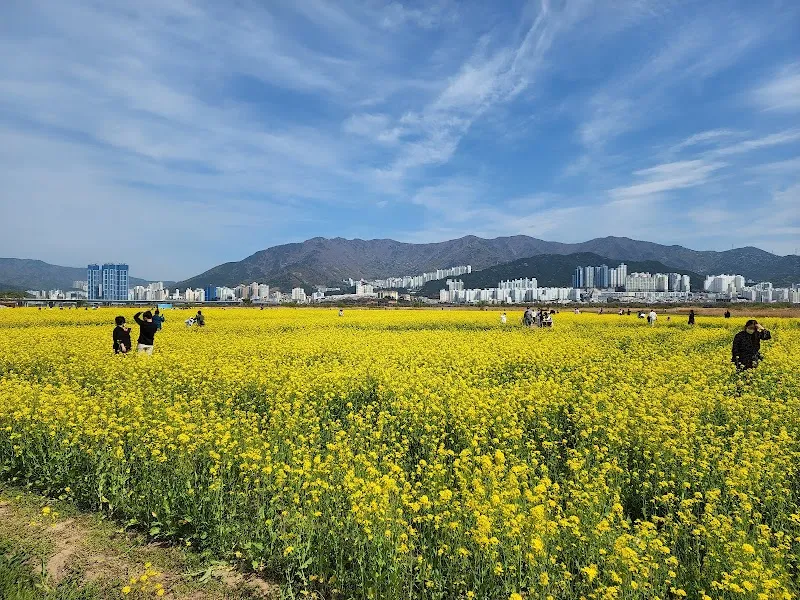 대저생태공원 tourist attraction in Gangseo-gu, Busan