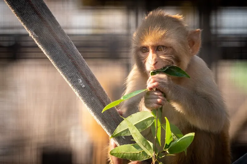 猿飼育舎 zoo in Sakai, Osaka