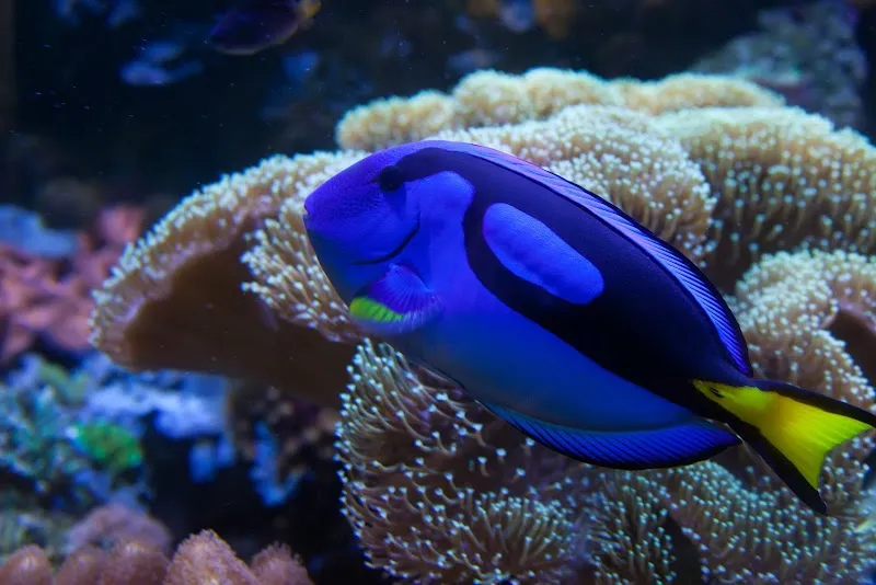 ABQ BioPark Aquarium aquarium in Old Town, NM