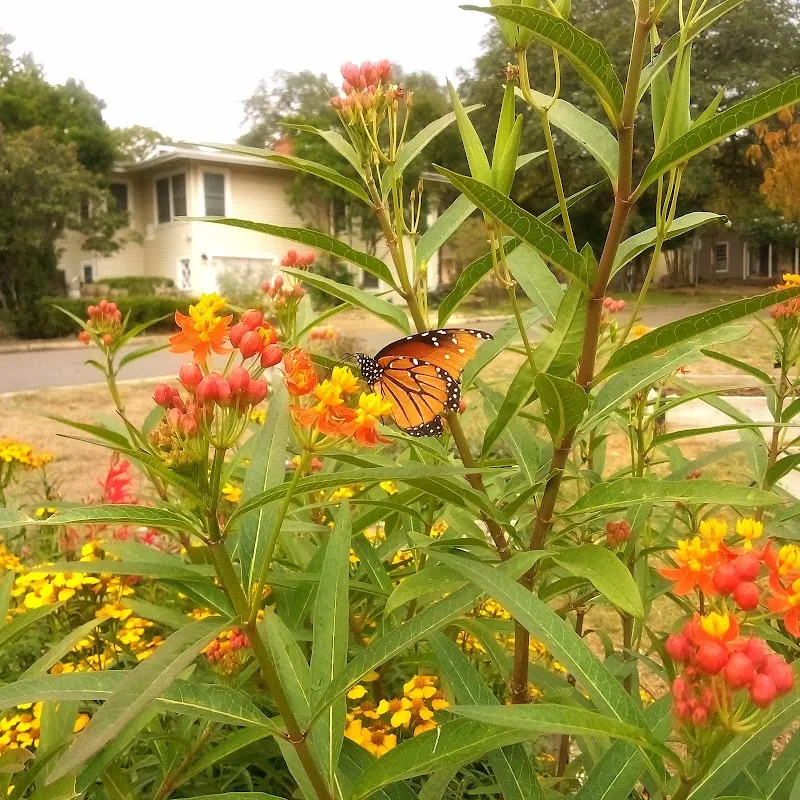 Alamo Heights Community Garden garden in Alamo Heights, TX
