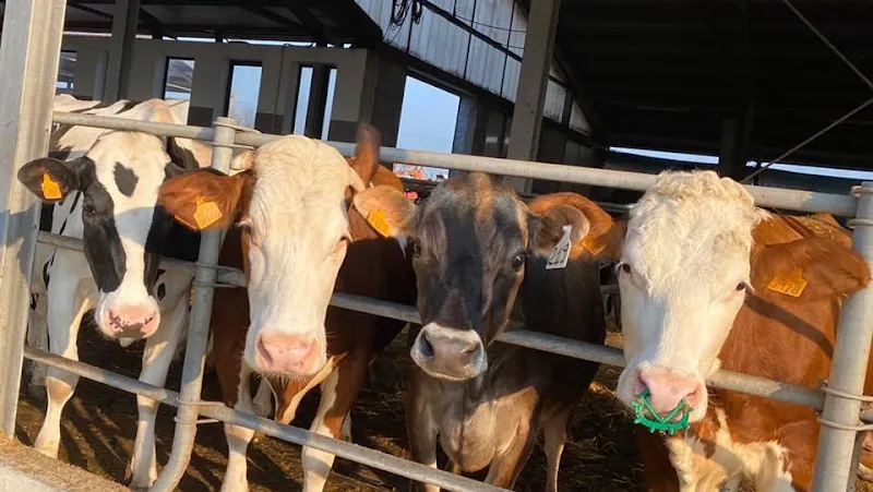 "Alla Vaccheria" school in Campagna Lupia, VE
