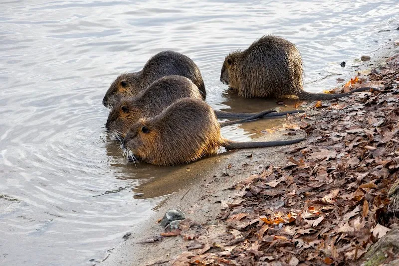 Archer's Island park in Roztoky, CZ