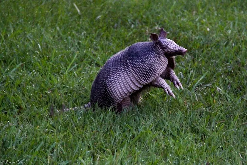 Armand Bayou Nature Center nature preserve in Clear Lake, TX