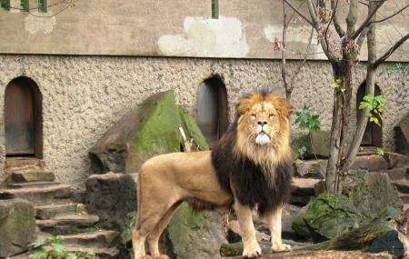 ARTIS zoo in Amsterdam, NH