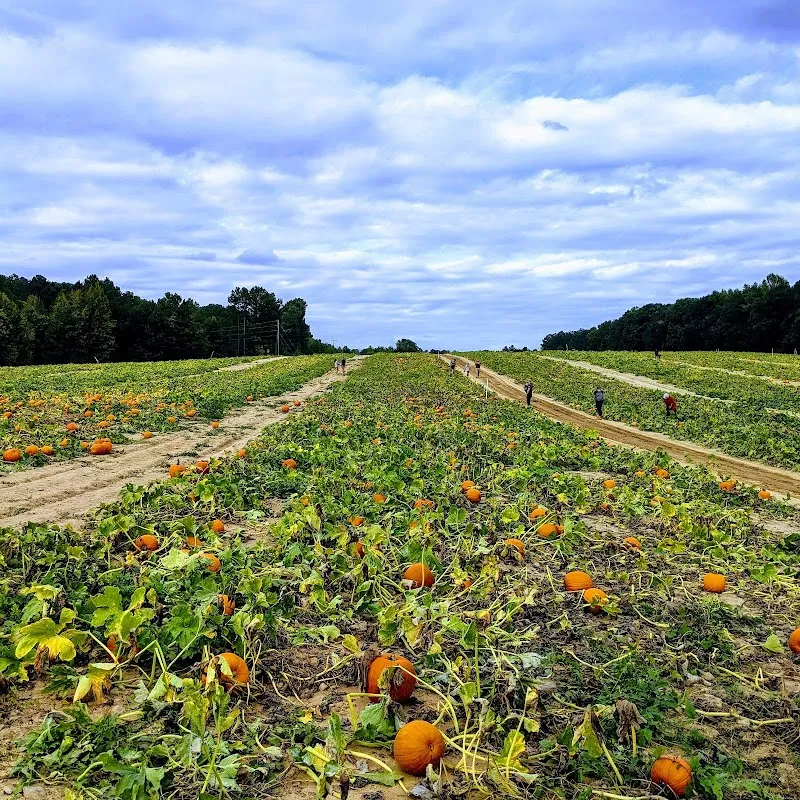 Ashland Berry Farm Inc farm in Ashland, VA