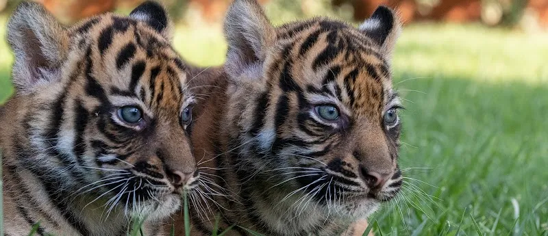 Attica Zoological Park zoo in Athens, ATT