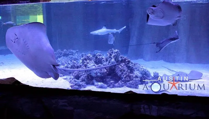 Austin Aquarium aquarium in Austin, TX