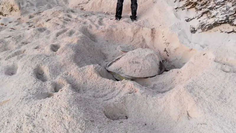 Avistamiento de tortugas point of interest in Isla Mujeres, QR