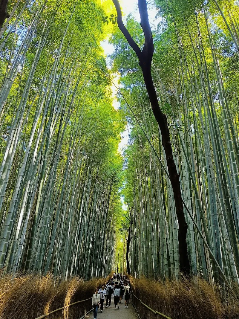 Bamboo Grove Walking Trail nature in Nagaokakyo, KYO