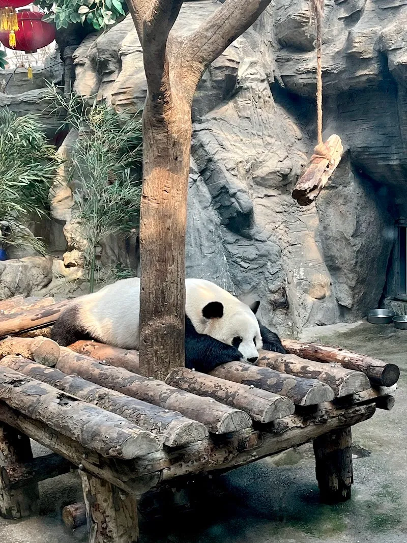 Beijing Zoo zoo in Beijing, BJ