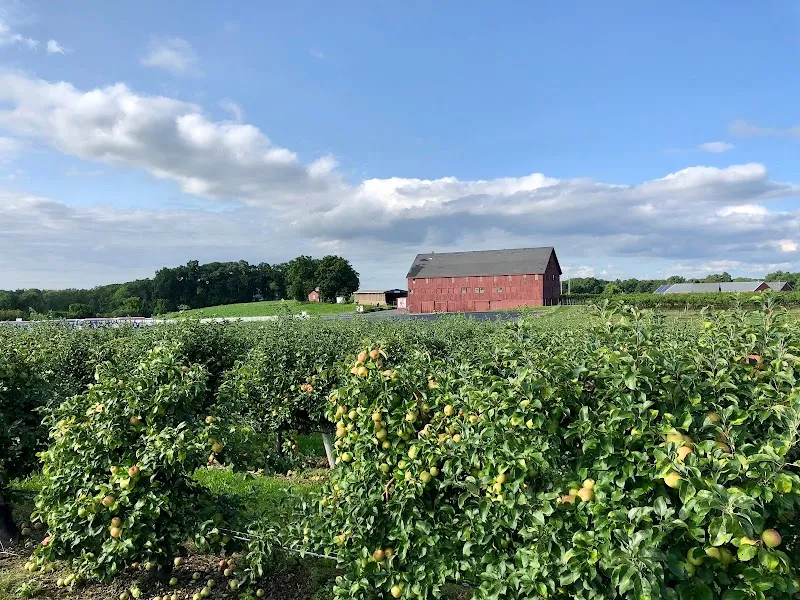 Belkin Family Lookout Farm - U-Pick Orchard - Taproom, Outdoor Dining and Market farm in Natick, MA