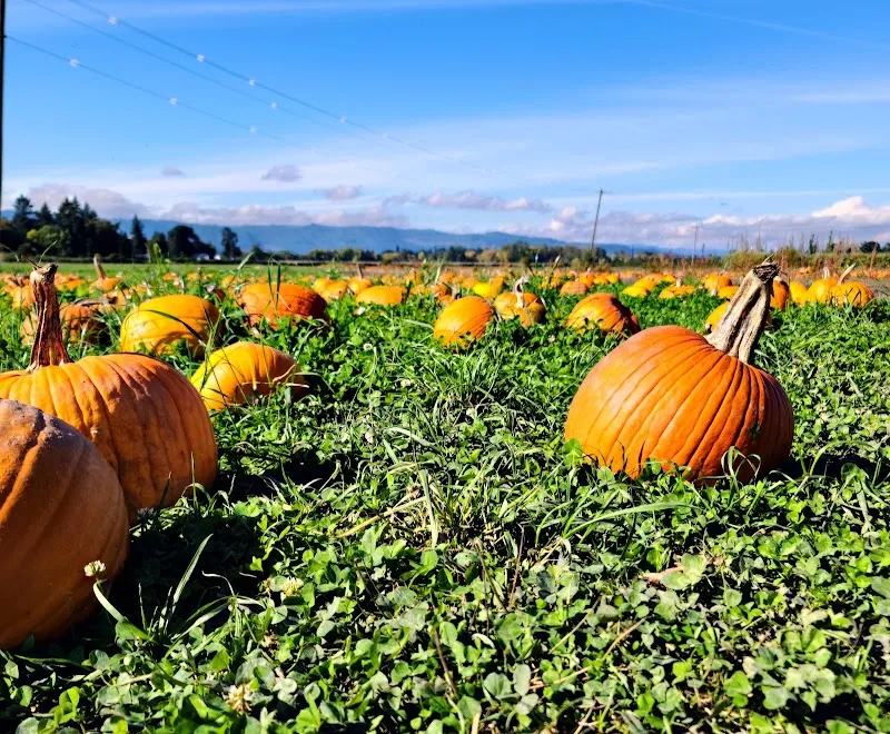 Bella Organic Farm farm in Vancouver, WA