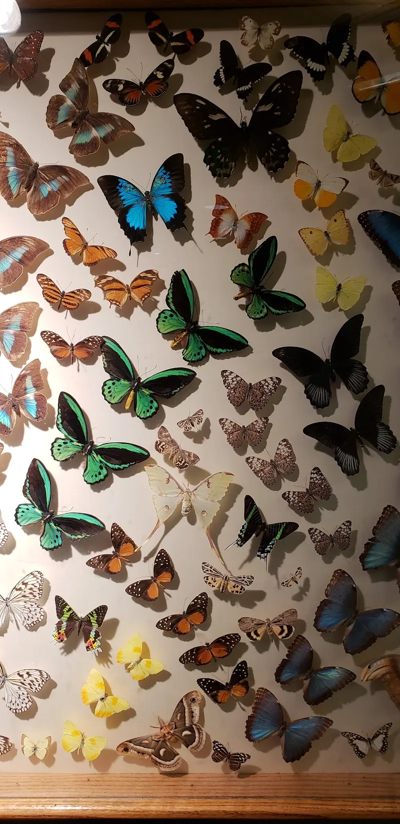 Berniece Grewcock Butterfly and Insect Pavilion zoo in Omaha, NE