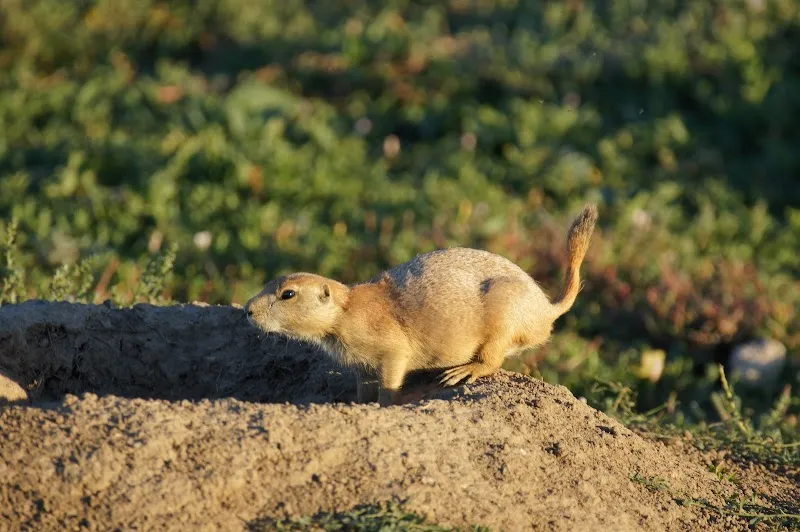Big Dry Creek Trailhead and Parking park in Thornton, CO