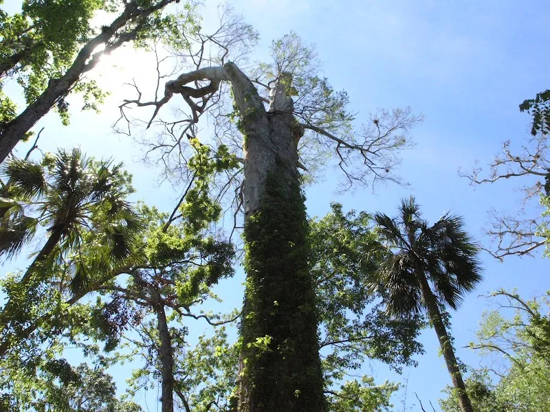 Big Tree Park - Cross Seminole Trailhead park in Longwood, FL