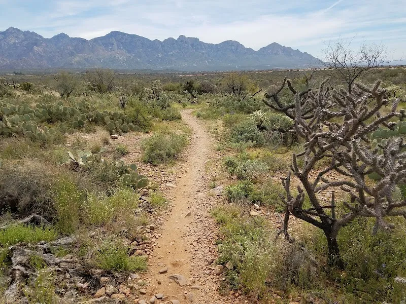 Big Wash Trail Head park in Catalina, AZ