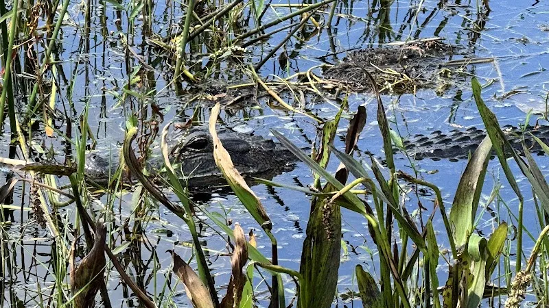 Black Hammock Orlando Airboat Rides tour agency in Oviedo, FL
