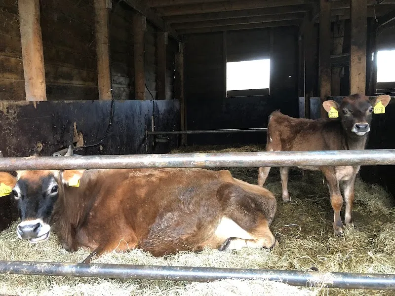Boerderij Eyckenstein farm in Bussum, NH