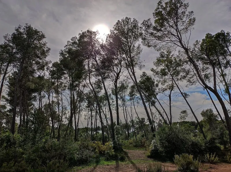 Bosc de Can Deu national park in Cerdanyola del Vallès, CT
