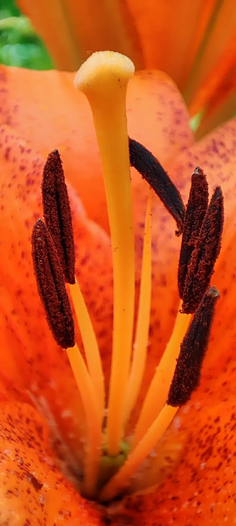 Botanical Garden Città Studi botanical garden in Corsico, Lombardy