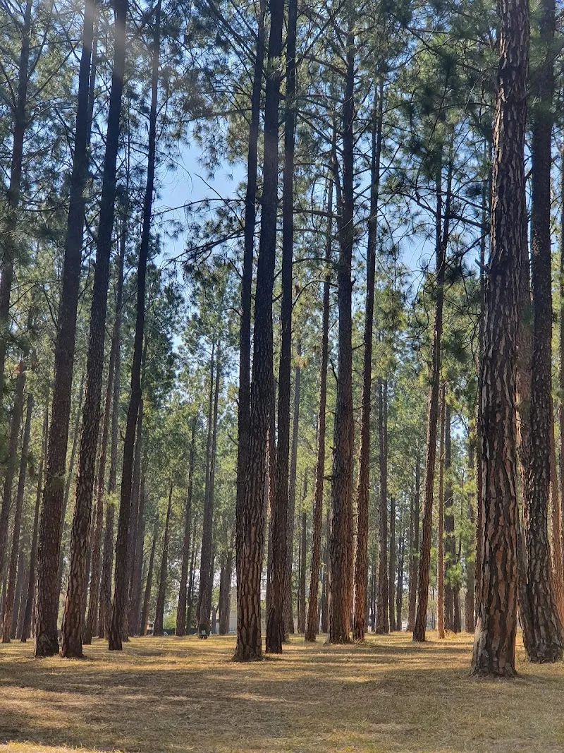 Bryanston Pine Forest park in Bryanston, GP