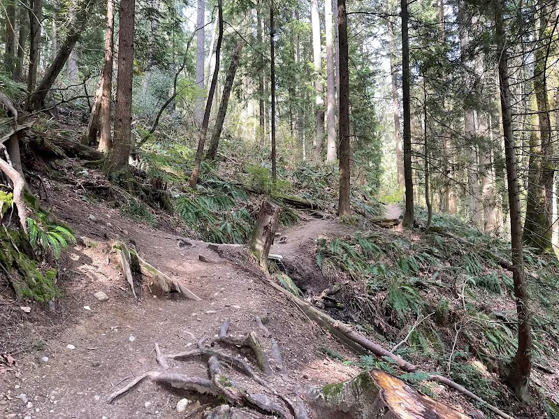 Burnaby Mountain Biking and Hiking Trails hiking area in Burnaby, BC