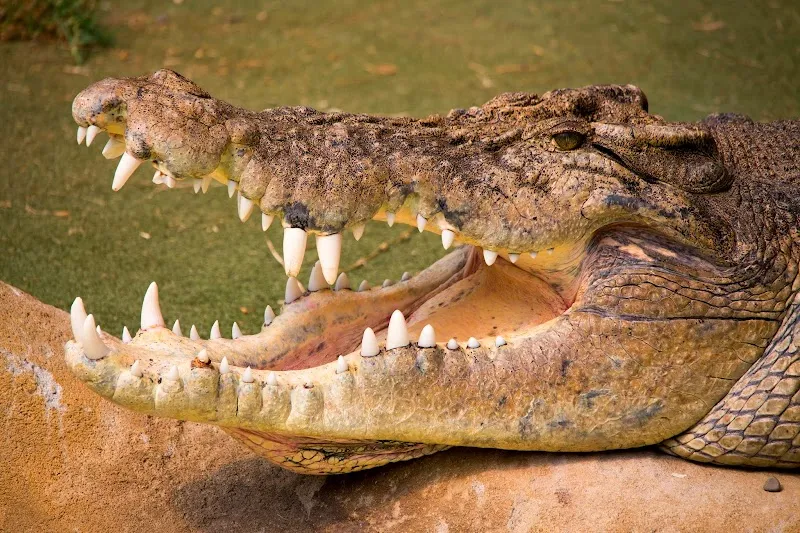Butterfly Creek zoo in Auckland, AKL