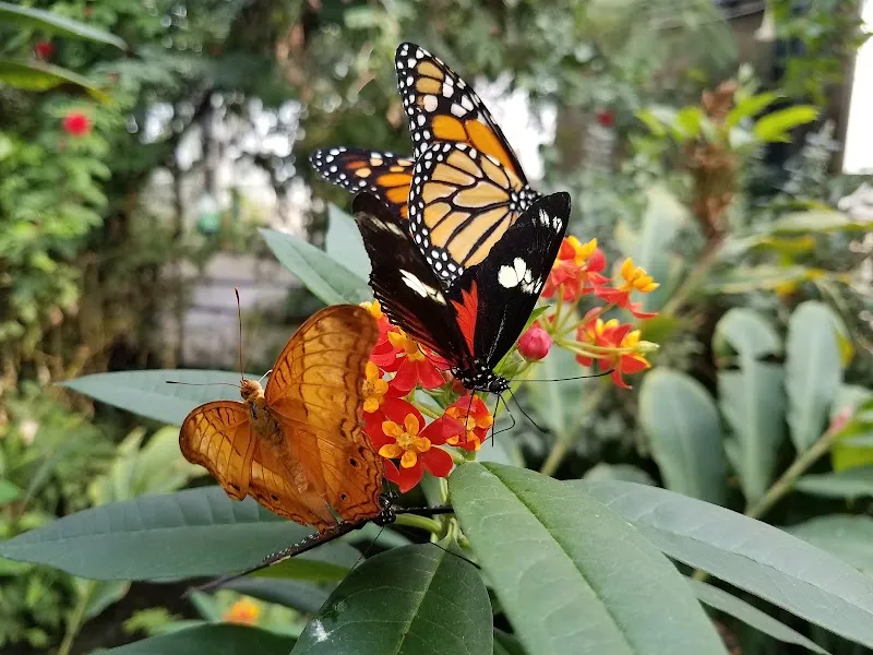 Butterfly Pavilion zoo in Westminster, CO