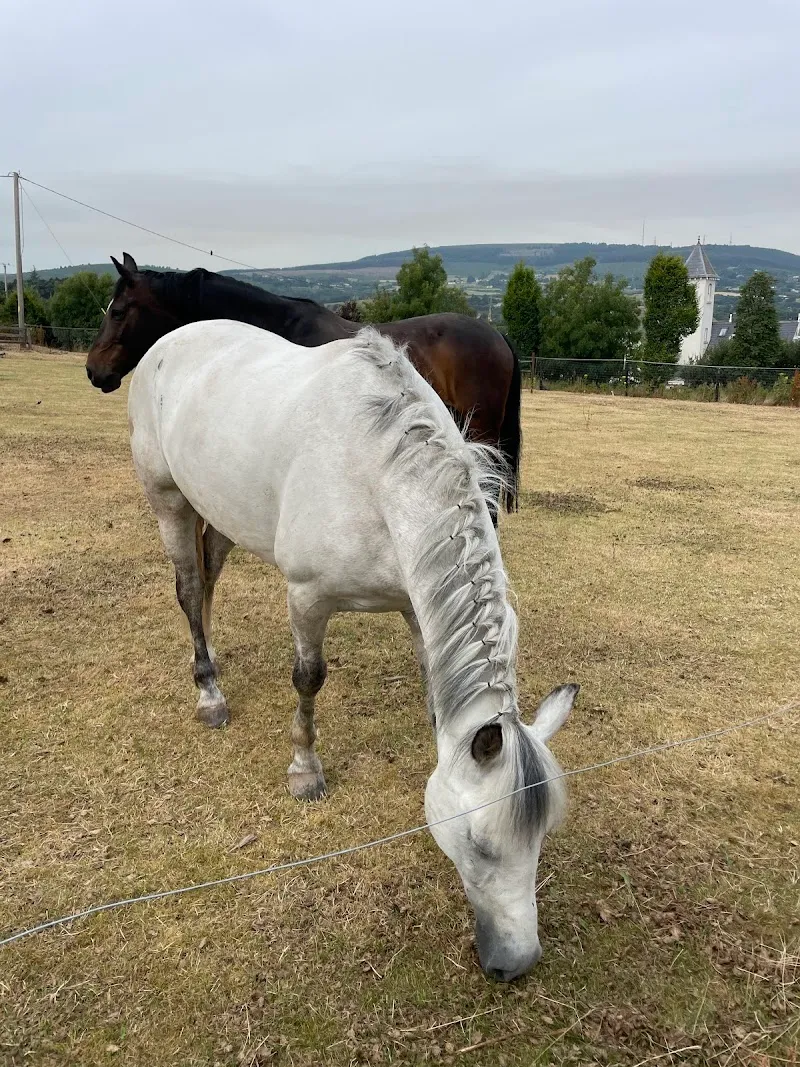 Carrickmines Equestrian Centre sports coaching in Ballsbridge, D