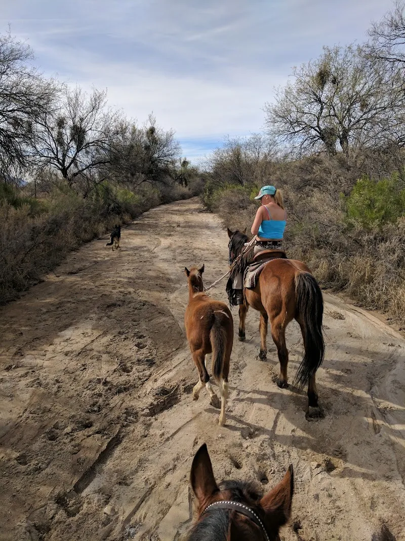 Catalina Regional Park park in Casas Adobes, AZ