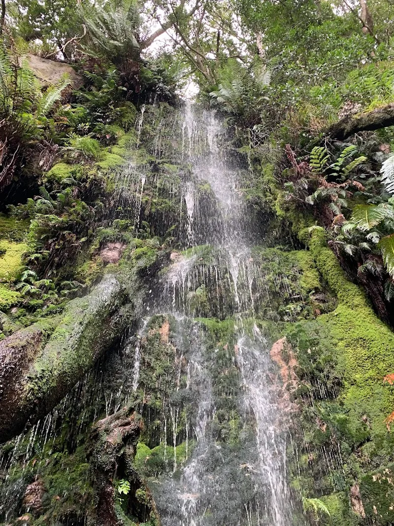 Cecilia, Table Mountain hiking area in Claremont, WC