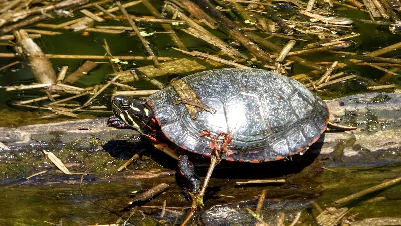 Centre communautaire Rosemère community center in Rosemère, QC
