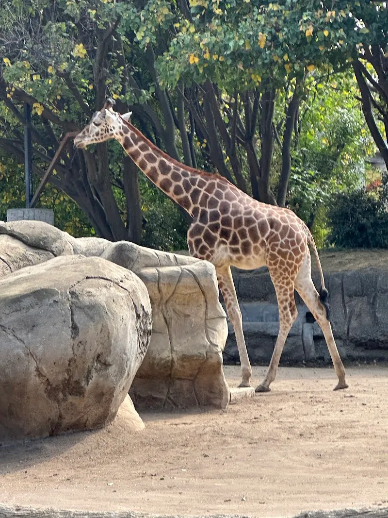 Chapultepec Zoo zoo in Mexico City, CDMX