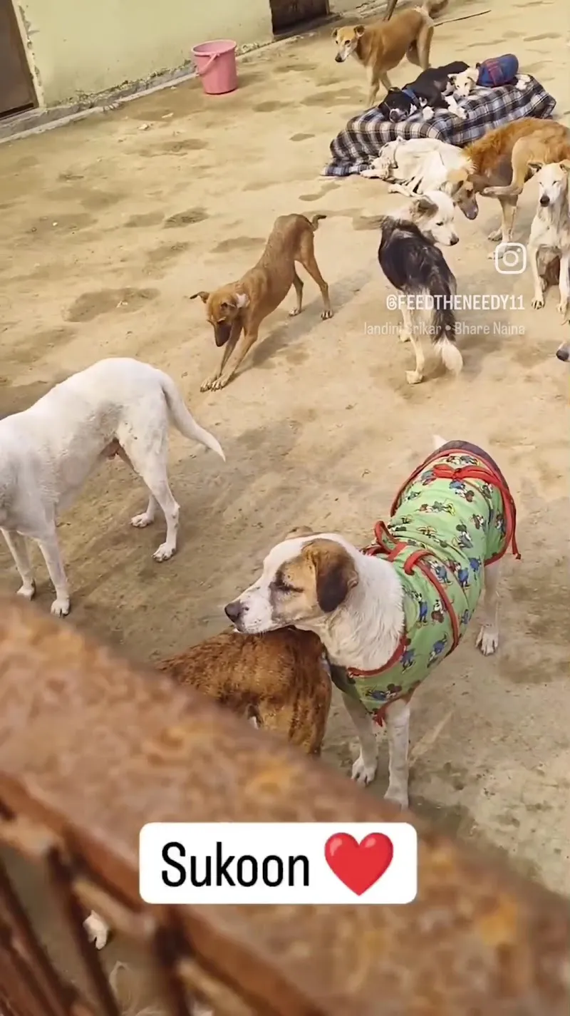 Chardikala Animal Shelter pet care in Rohini, DL