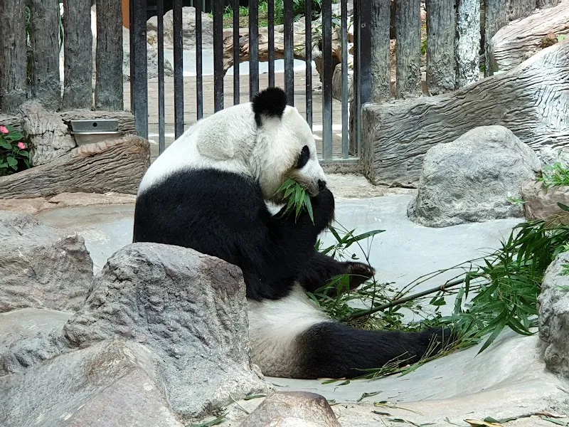 Chiang Mai Zoo zoo in Chiang Mai, CM