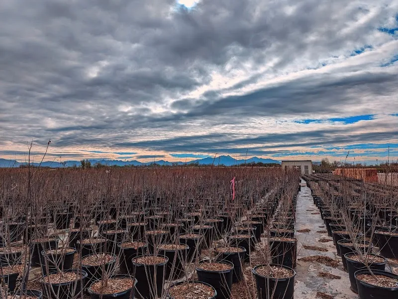 Civano Growers - Wholesale Plant Nursery farm in Civano, AZ
