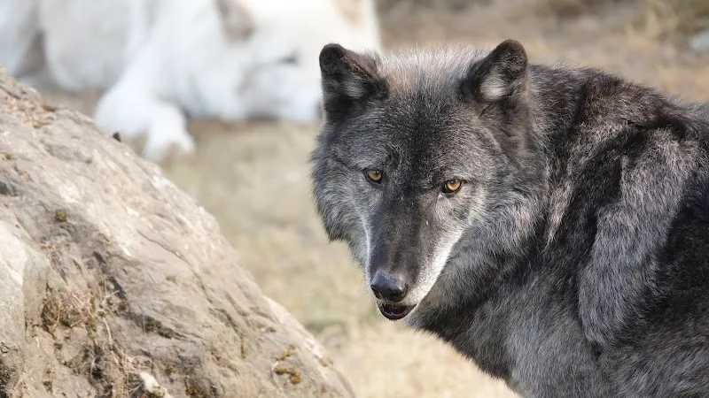 Cougar Mountain Zoo zoo in Issaquah, WA