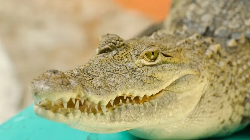 Croco Cun Zoo zoo in Puerto Morelos, QR