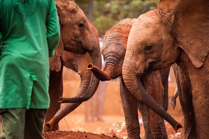 David Sheldrick Wildlife Trust Elephant Orphanage zoo in Nairobi, NBO
