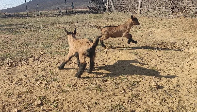 DomaFarm | farmlátogatás és napközis nyári tábor farm in Törökbálint, Budapest
