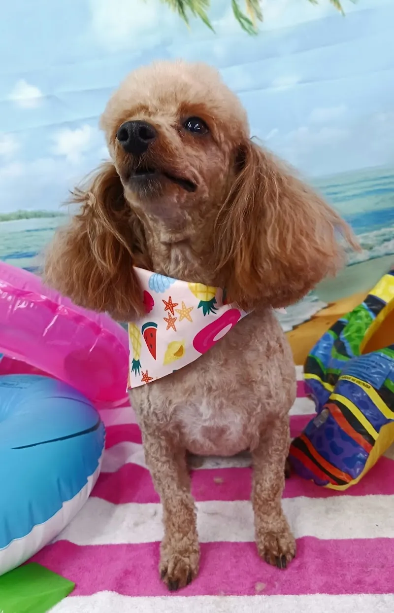 Downtown Paw Spa pet care in Coweta, OK