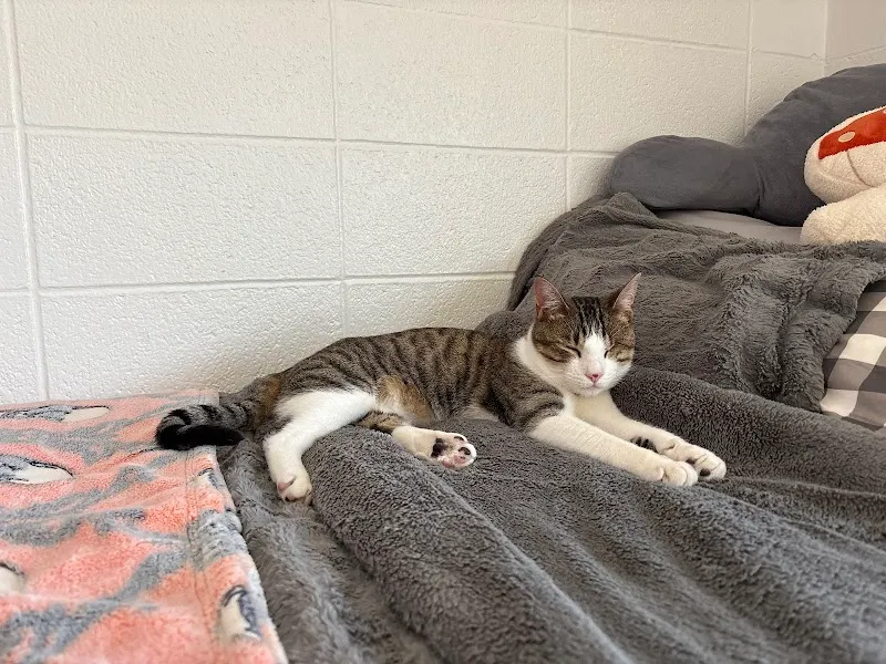 Elmbrook Humane Society pet care in Brookfield, WI