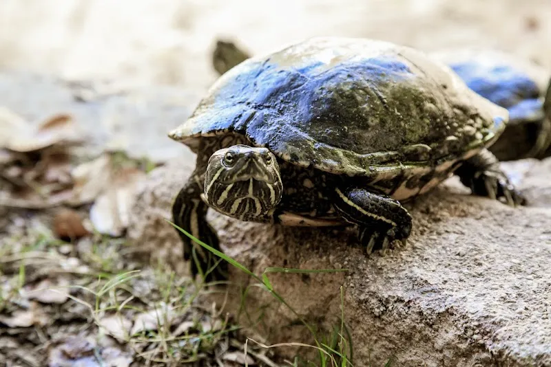 Exotic Animal World (Previously Butterfly World) zoo in Paarl, WC