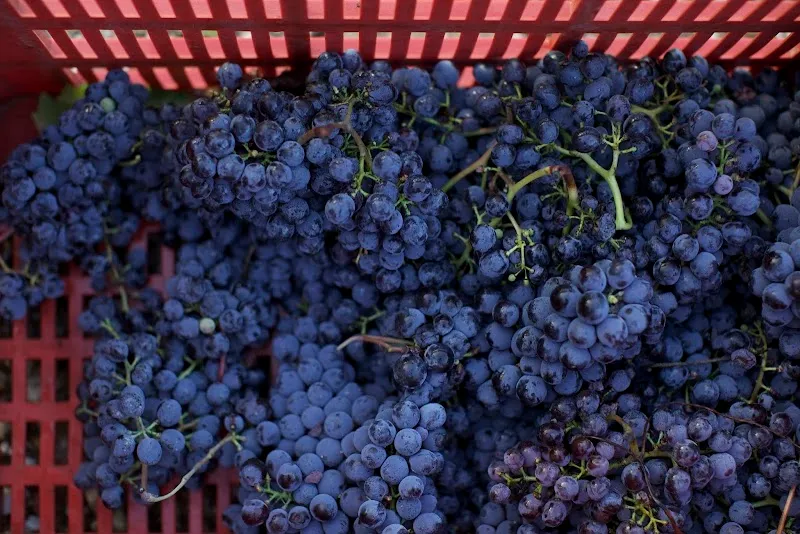 Fattoria di Sammontana winery in San Casciano in Val di Pesa, Tuscany