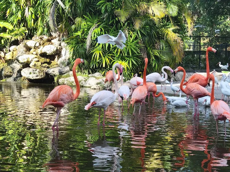 Flamingo Gardens botanical garden in Fort Lauderdale, FL