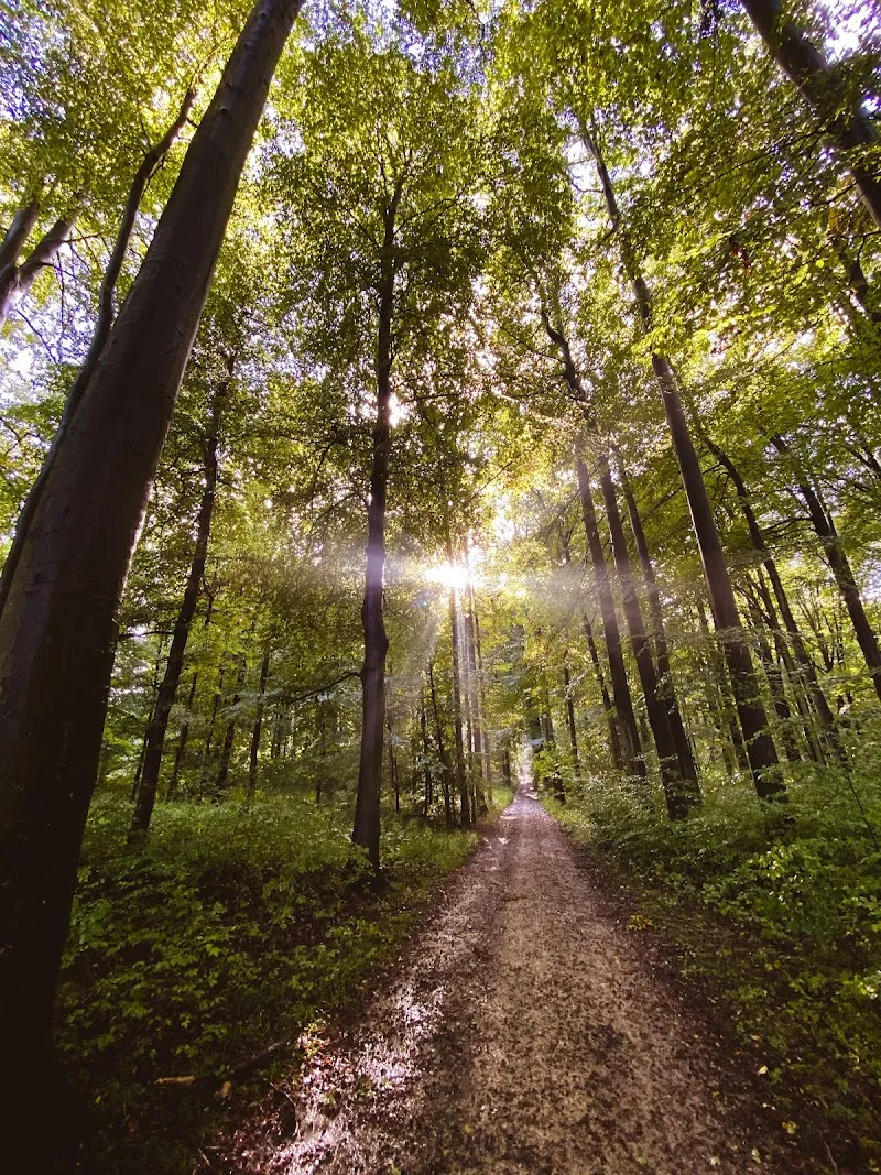 Forêt de Soignes national park in Uccle, BRU