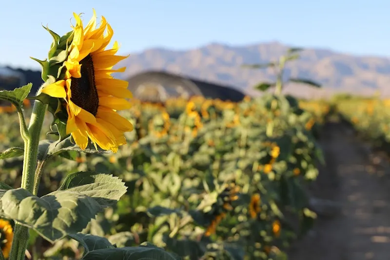 Gilcrease Orchard farm in Green Valley, NV