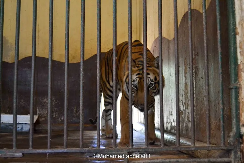 Giza Zoo zoo in Cairo, CAI