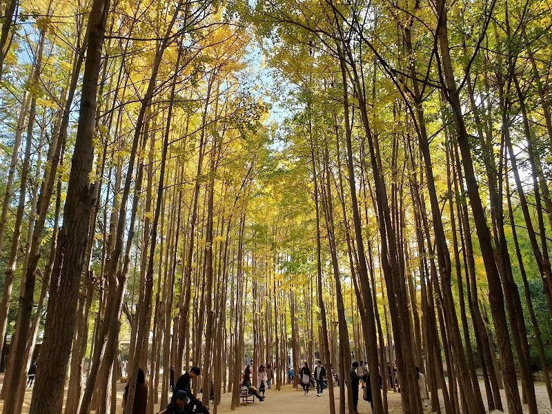 Green Culture Leisure Forest nature in Hanam, GG