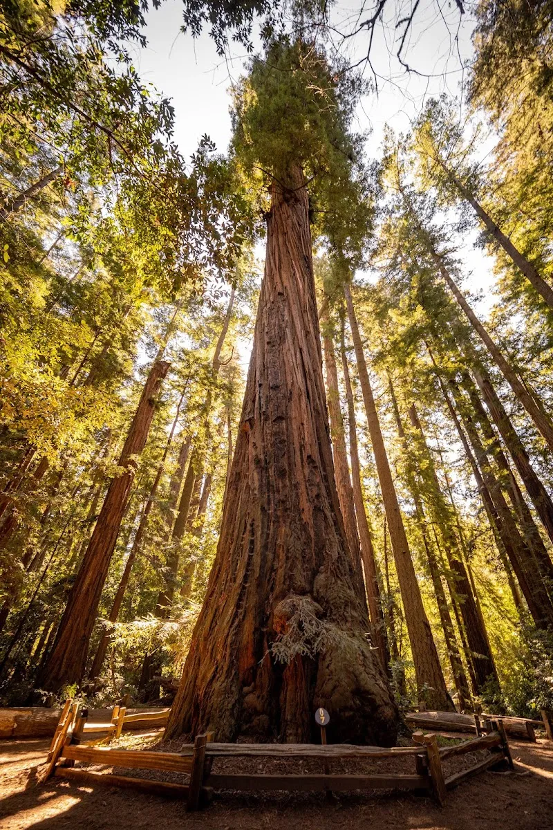 Henry Cowell Redwoods State Park state park in Santa Cruz, CA